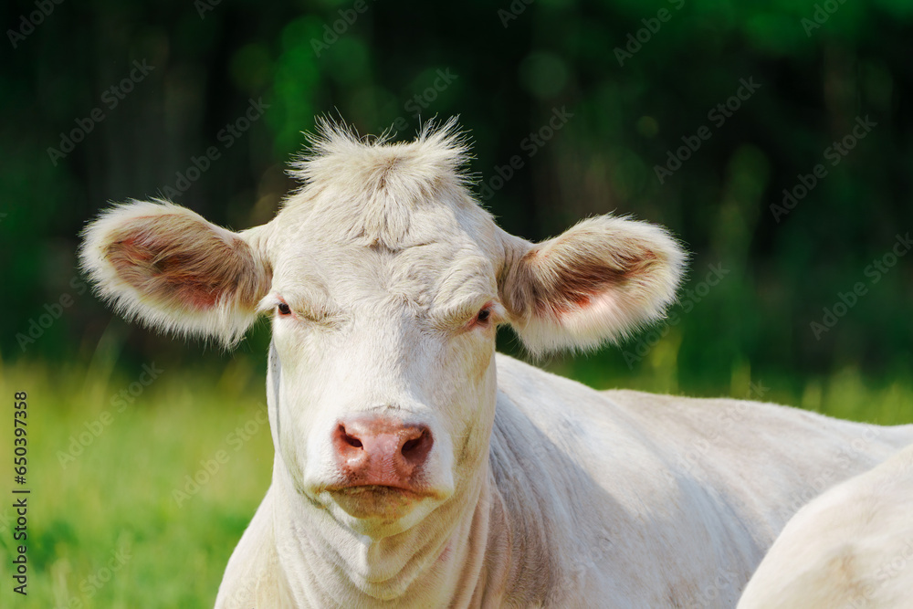 Captivating Charolais cattle grazing. Majestic French Charolais cows gracefully roaming in a picturesque meadow on a sunny day. Captivating Charolais cattle grazing. Majestic French Charolais cows gracefully roaming in a picturesque meadow on a sunny day.