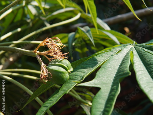 fruit of the Jatropha multifida plant or (coral bush, coral plant, Jarak tintir, Tanaman Yodium, Betadine, Jarak Dokter, Jarak Cina) photo