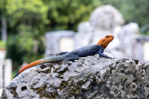 Southern rock agama lizard sitting on rock, a blue, red and orange lizard known as one of the most colorful and attractive lizards in the world. photo