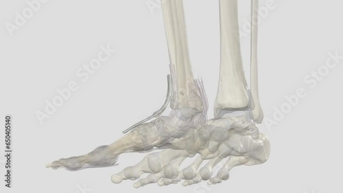 The Extensor hallucis longus (EHL) is a thin muscle, situated between the Tibialis anterior photo