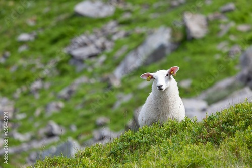Lamb sitting in the grass on a rocky mountain