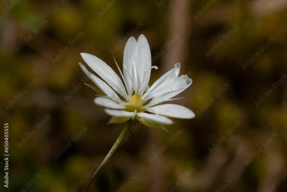 Closeup of a vibrant chickweed in a lush green with a blurry background Closeup of a vibrant chickweed in a lush green with a blurry background