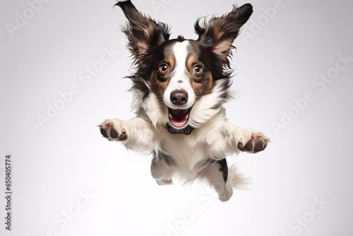 Cute dog jumping © Annika