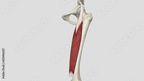 The rectus femoris is fusiform in shape with superficial fibers that are bipenniform photo