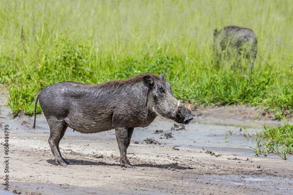 Fototapeta premium Common warthog beside a tranquil body of water surrounded by lush greenery