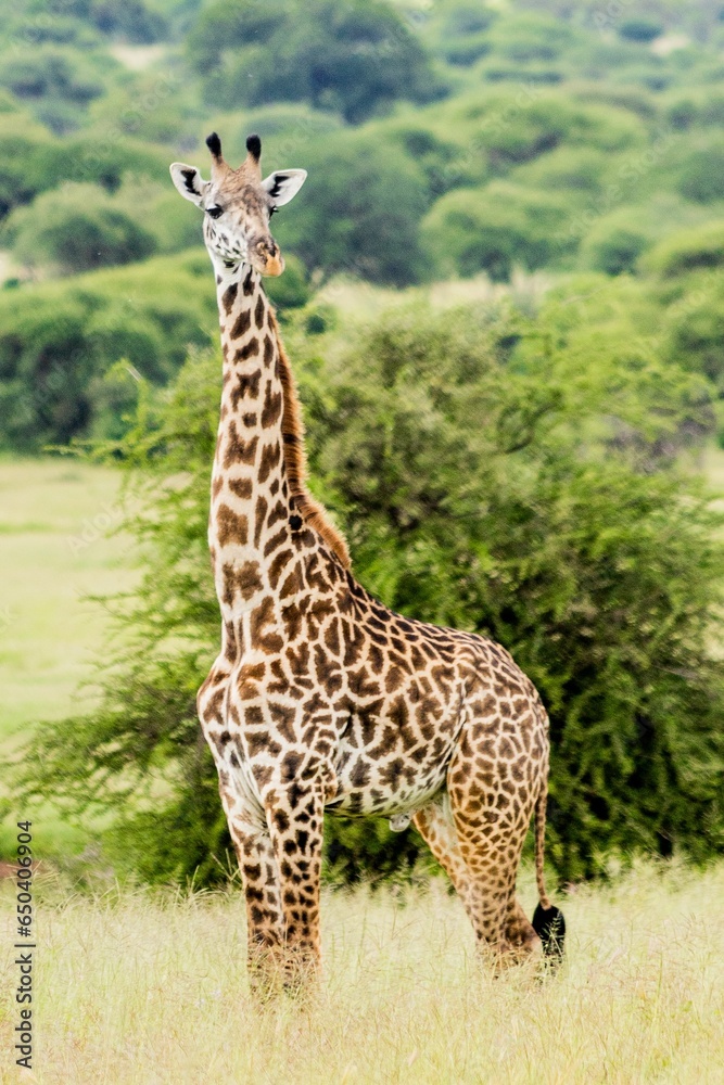Giraffe in a lush green field looking directly into the camera with an inquisitive expression Giraffe in a lush green field looking directly into the camera with an inquisitive expression