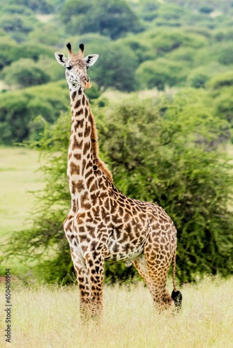 Giraffe in a lush green field looking directly into the camera with an inquisitive expression