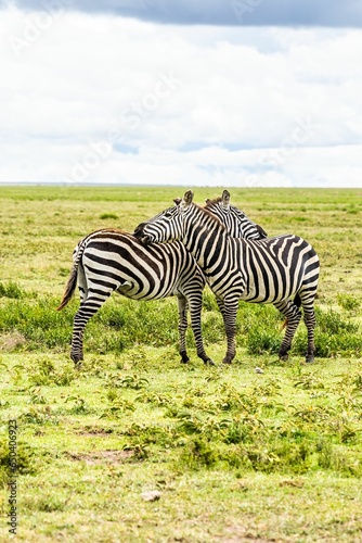 Zebra grazing in a lush grassland habitat