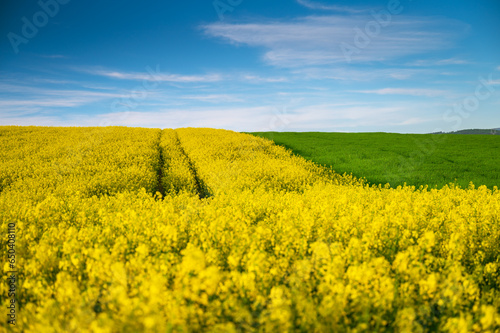 Nature's Palette: Spring's Splendor with Rapeseed and Wheat Fields