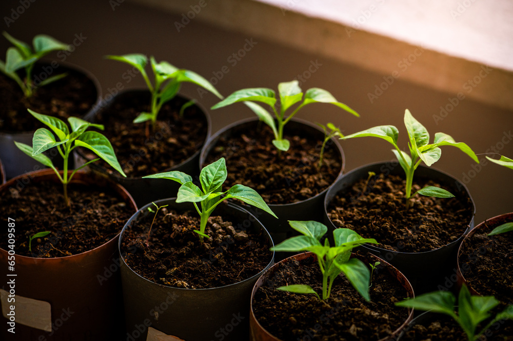 Green shoots of transplants stored in pots and ready for spring planting in the garden Green shoots of transplants stored in pots and ready for spring planting in the garden