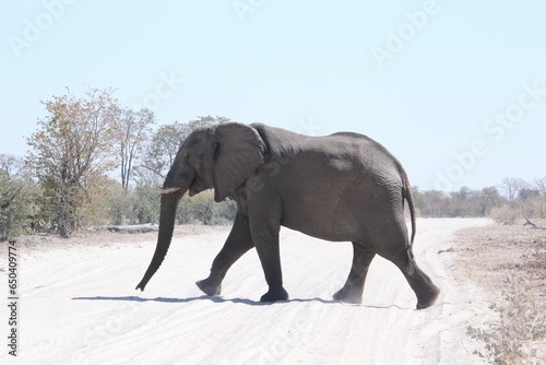 an elephant crossing the road in front of trees