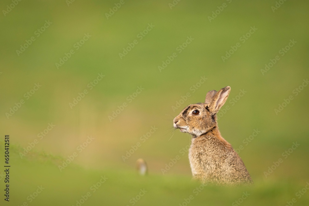 Fototapeta premium Brown bunny in a lush green field