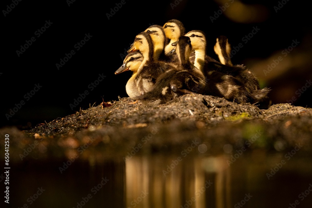 Flock of Mallard chicks perched on the sandy beach at the edge of a tranquil lake Flock of Mallard chicks perched on the sandy beach at the edge of a tranquil lake