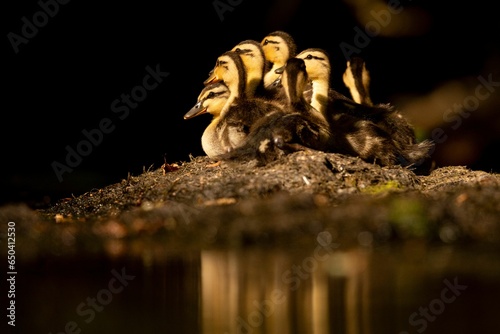 Flock of Mallard chicks perched on the sandy beach at the edge of a tranquil lake