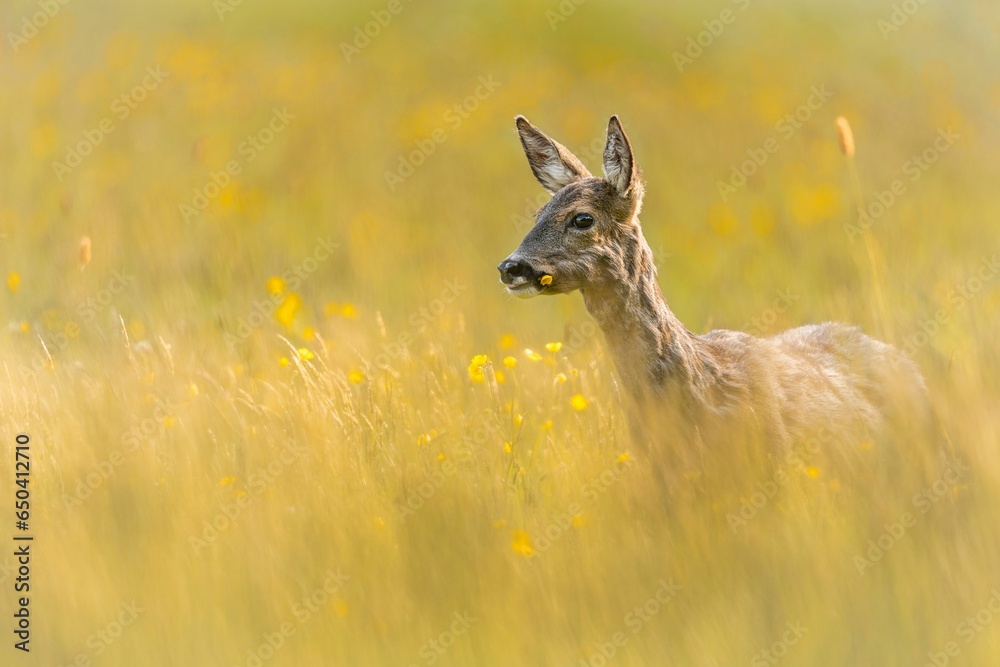 Elegant roe deer (Capreolus capreolus) standing in a natural outdoor environment
