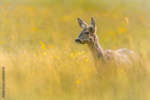 Elegant roe deer (Capreolus capreolus) standing in a natural outdoor environment