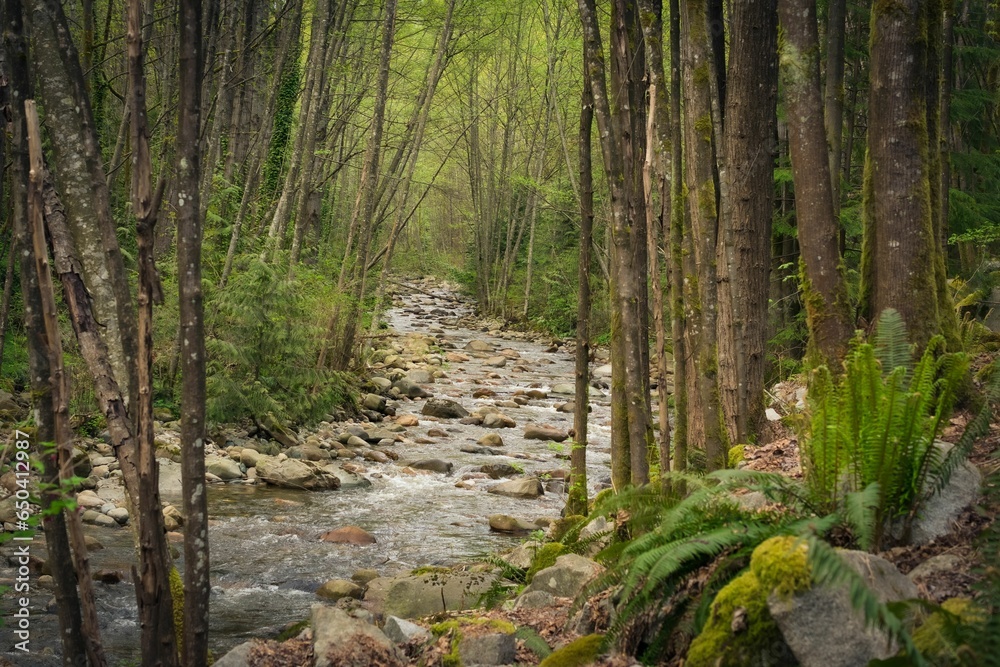 Beautiful lush bright green forest in North Vancouver, BC, Canada Beautiful lush bright green forest in North Vancouver, BC, Canada