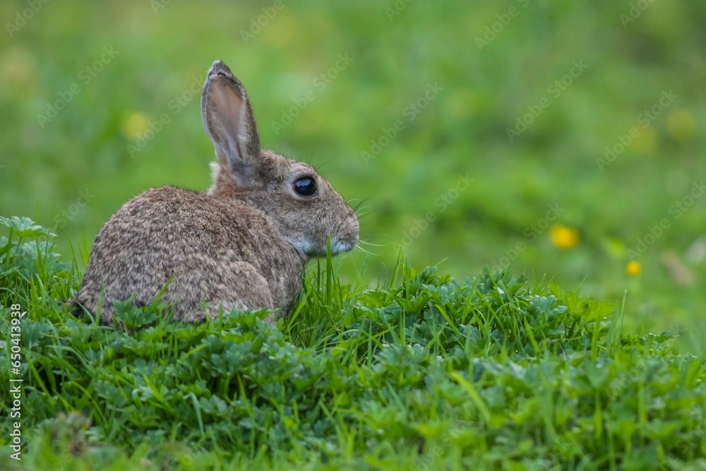 Closeup of a gray rabbit sitting in green grass Closeup of a gray rabbit sitting in green grass
