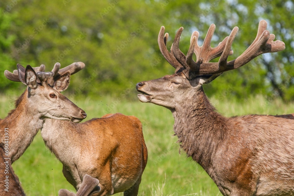 Closeup of deer on a green meadow