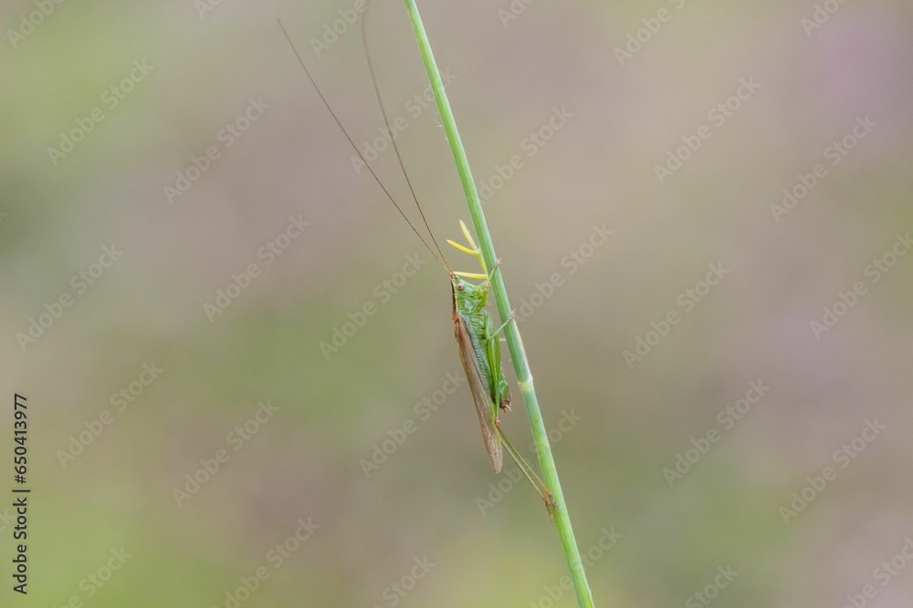 Macro of a grasshopper perched on a green plant Macro of a grasshopper perched on a green plant