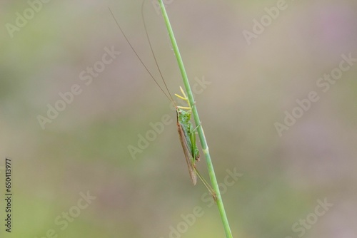 Macro of a grasshopper perched on a green plant