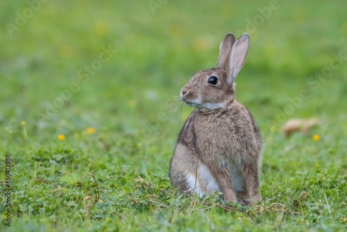 Closeup of a gray rabbit sitting on green grass © Woodhicker_shots1/Wirestock Creators
