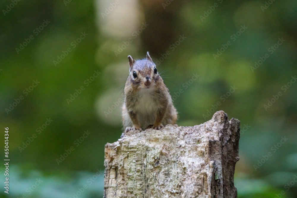 Closeup of a small Siberian chipmunk perched on a tree with a blurry background Closeup of a small Siberian chipmunk perched on a tree with a blurry background