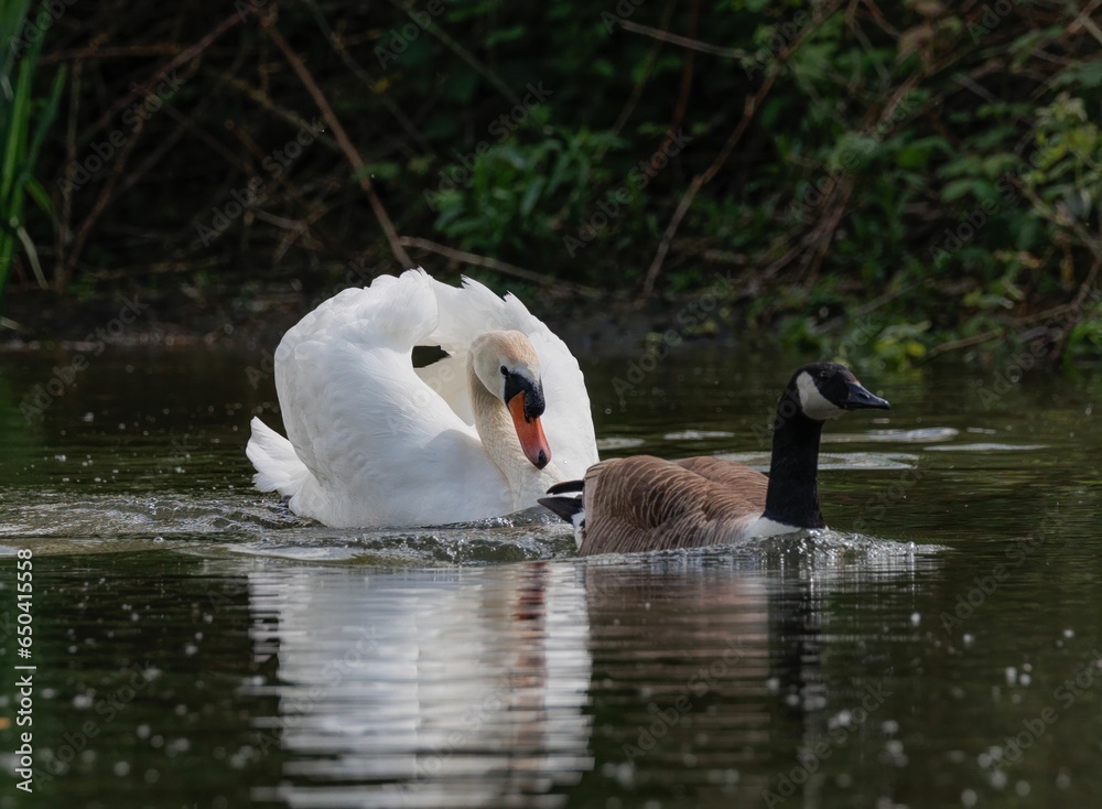 Obraz premium Delightful view of a swan and a goose gliding across a tranquil pond