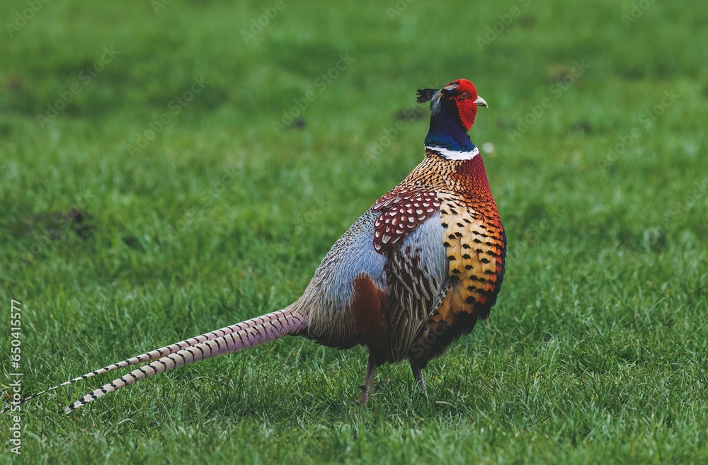 Fototapeta premium Caucasian pheasant (Phasianus colchicus) perched atop a verdant meadow
