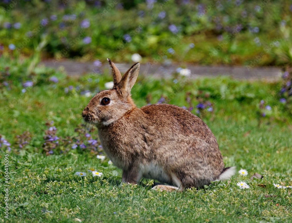 Rabbit perched on a bed of lush green grass, surrounded by an array of daisies Rabbit perched on a bed of lush green grass, surrounded by an array of daisies