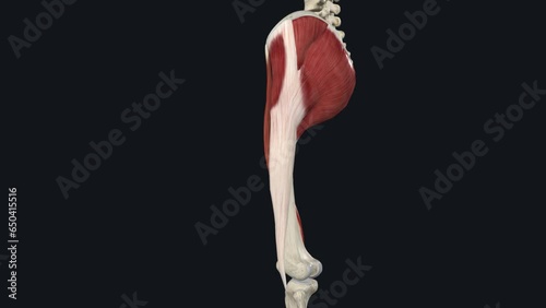 The sartorius is the longest muscle in the body, spanning both the hip and the knee joints photo