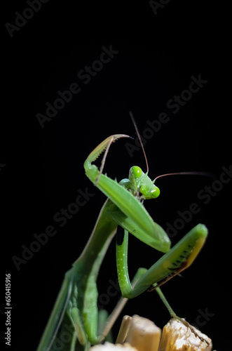 Praying Mantis (Mantis religiosa) on black background, closeup of photo. Macro shot. © Valerii