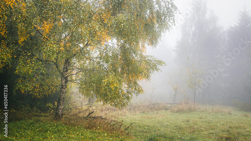 Foggy landscape with a silver birch tree at autumn season.