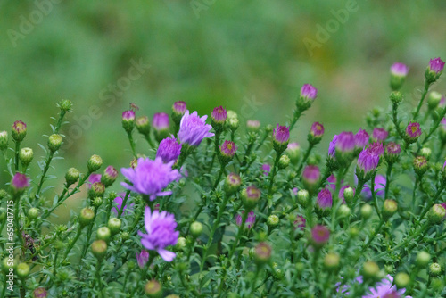 Aster alpine blue - Aster alpinus - purple flower is classified as a critically endangered species.