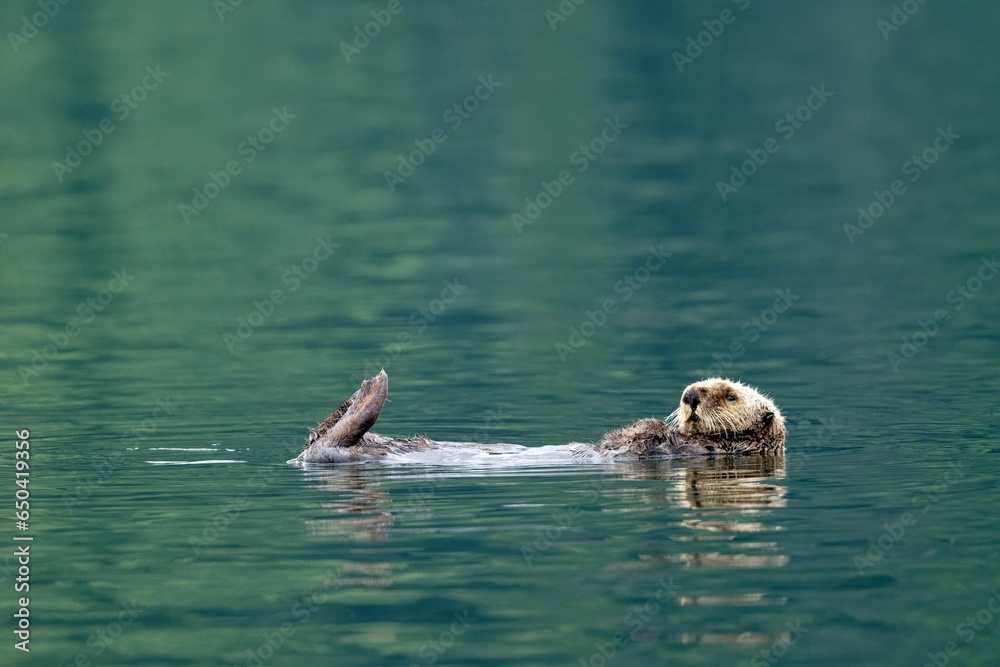 Fototapeta premium Sea otter floating in a body of water in Quatsino Sound, Vancouver Island, BC Canada.