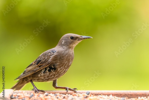 Selective focus shot of a common starling bird perched on a wooden feeder