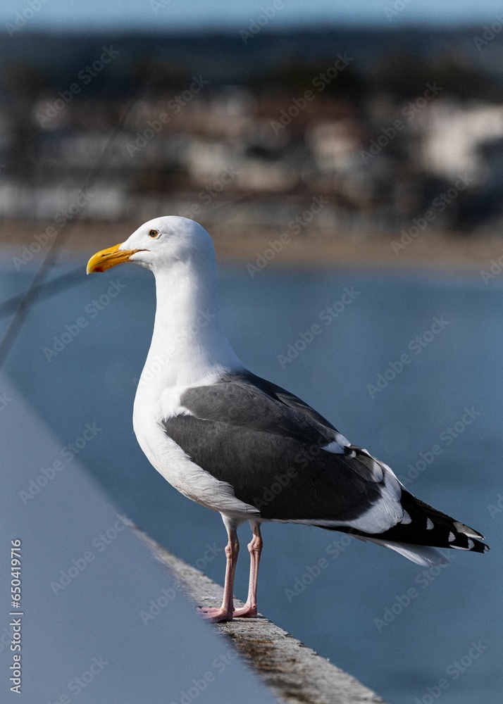 White seagull perched atop a wall, overlooking a vast expanse of ocean in the background White seagull perched atop a wall, overlooking a vast expanse of ocean in the background
