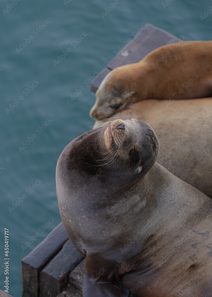 Fototapeta premium Sea lions resting peacefully on a wooden pier in a tranquil coastal setting