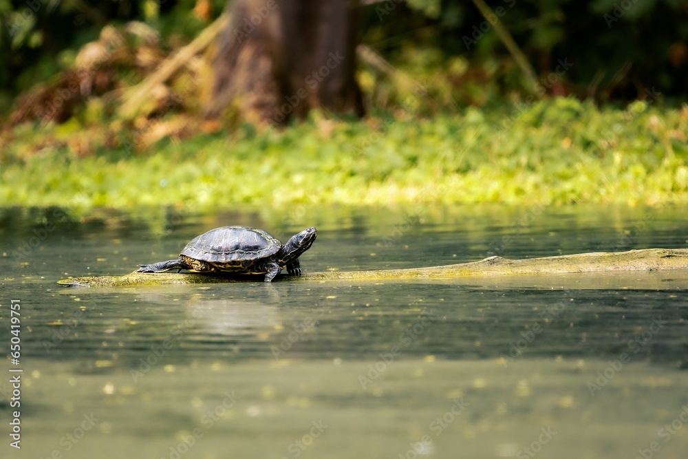 Obraz premium a turtle sitting on top of a wooden log in the water