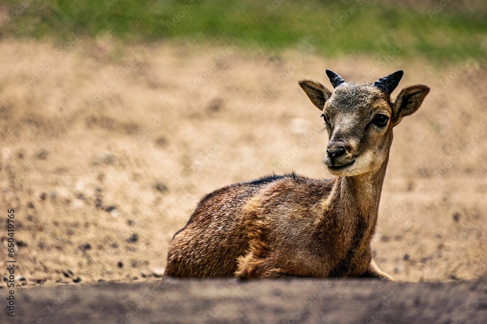 Small musk deer perched on a sandy surface stares intently into the distance - obrazy, fototapety, plakaty 