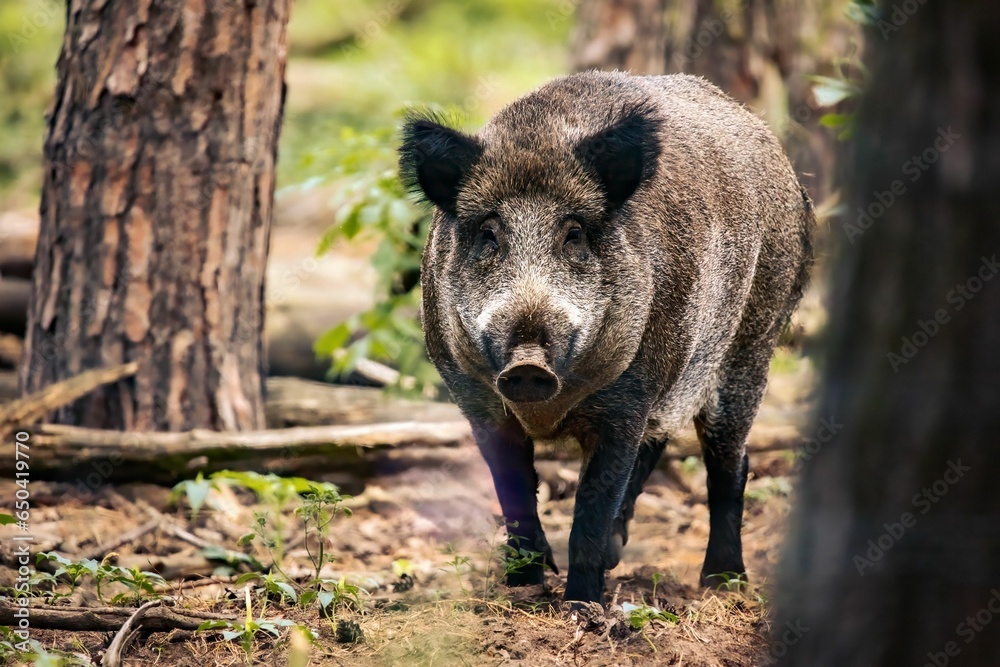 Adorable young Boar standing in a natural enviornment Adorable young Boar standing in a natural enviornment
