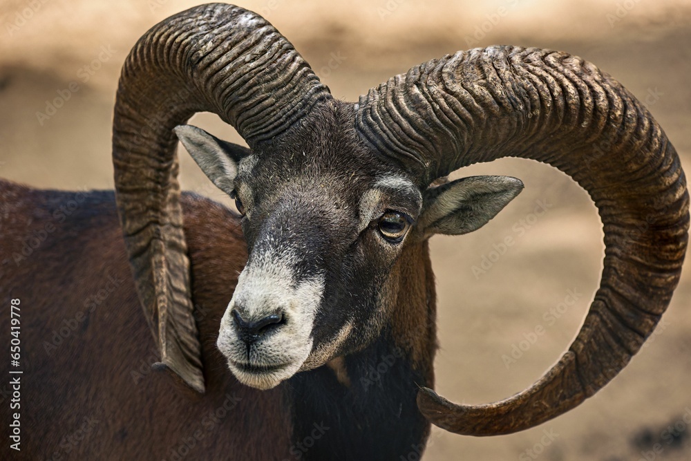 Adult Mufflon, featuring an impressive set of horns, stands in a rural area Stock Photo Adobe