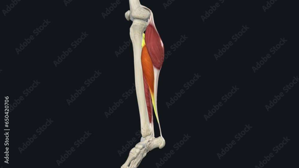Soleus The soleus muscle also plays a major role in plantar flexion Stock ビデオ Adobe Stock