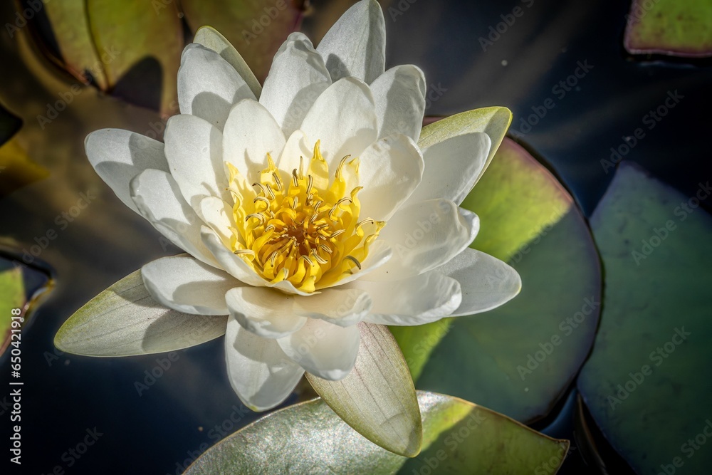Vibrant snow-white water lily in full bloom in a calm pond surrounded by lush green foliage
