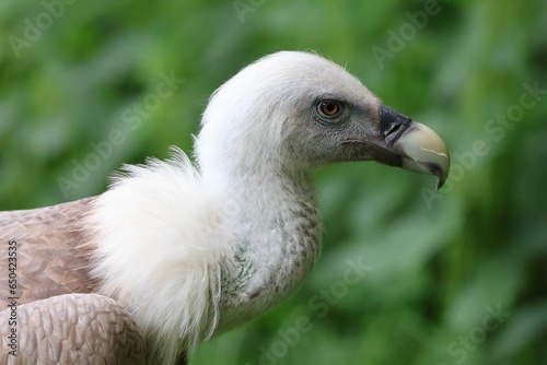 Portrait of a Eurasian griffon vulture  Gyps fulvus 