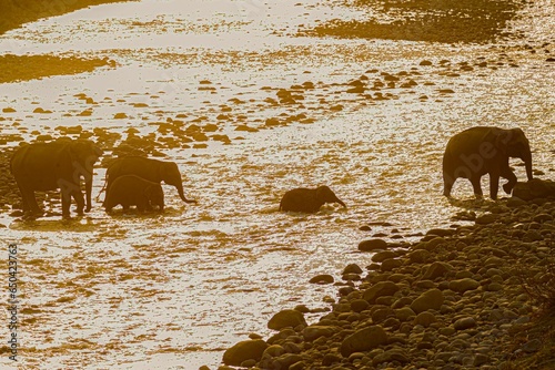 Canvas Print Herd of majestic elephants gathering on a rocky shoreline overlooking the vast e