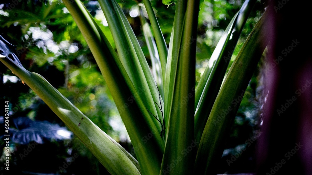 Fototapeta premium Closeup shot of green plant in the garden