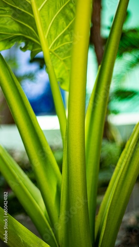 Green leaves of Alocasia plant