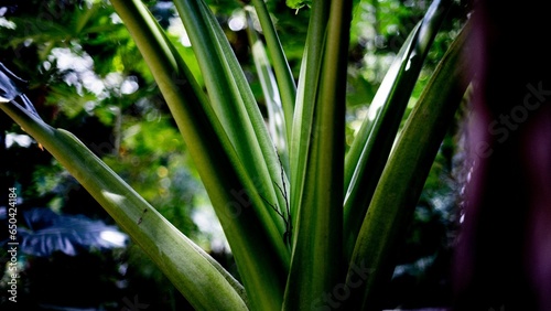 Closeup shot of green plant in the garden