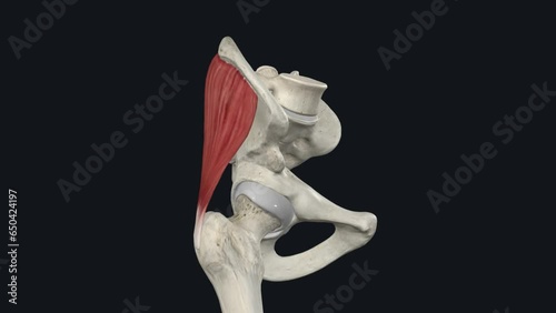 Glutes medius is an extremely important muscle in maintaining frontal plane stability of the pelvis it forms with the ipsilateral tensor fascia latae photo